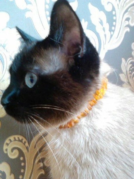 Dog or Cat Pet Baltic Essentials Amber Repel Flea and Tick Collar Raw Multi