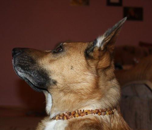 Dog or Cat Pet Baltic Essentials Amber Repel Flea and Tick Collar Raw Multi